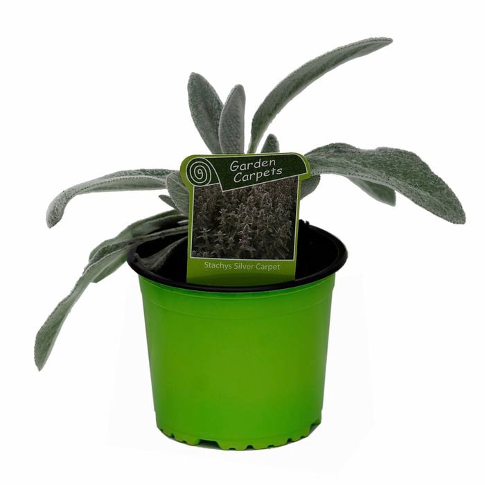 130mm Lambs Ear - Stachys Silver Carpet