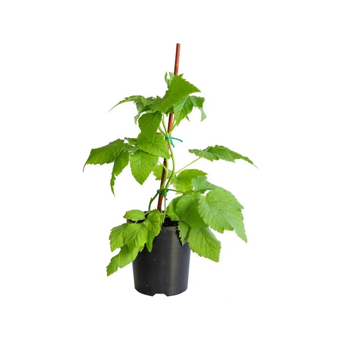 125mm Nellie Kelly Tulameen Raspberry - Rubus idaeus