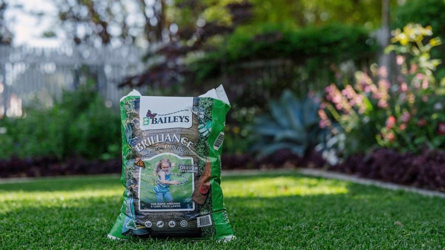 Bag of brilliance sitting on a perfect lawn.