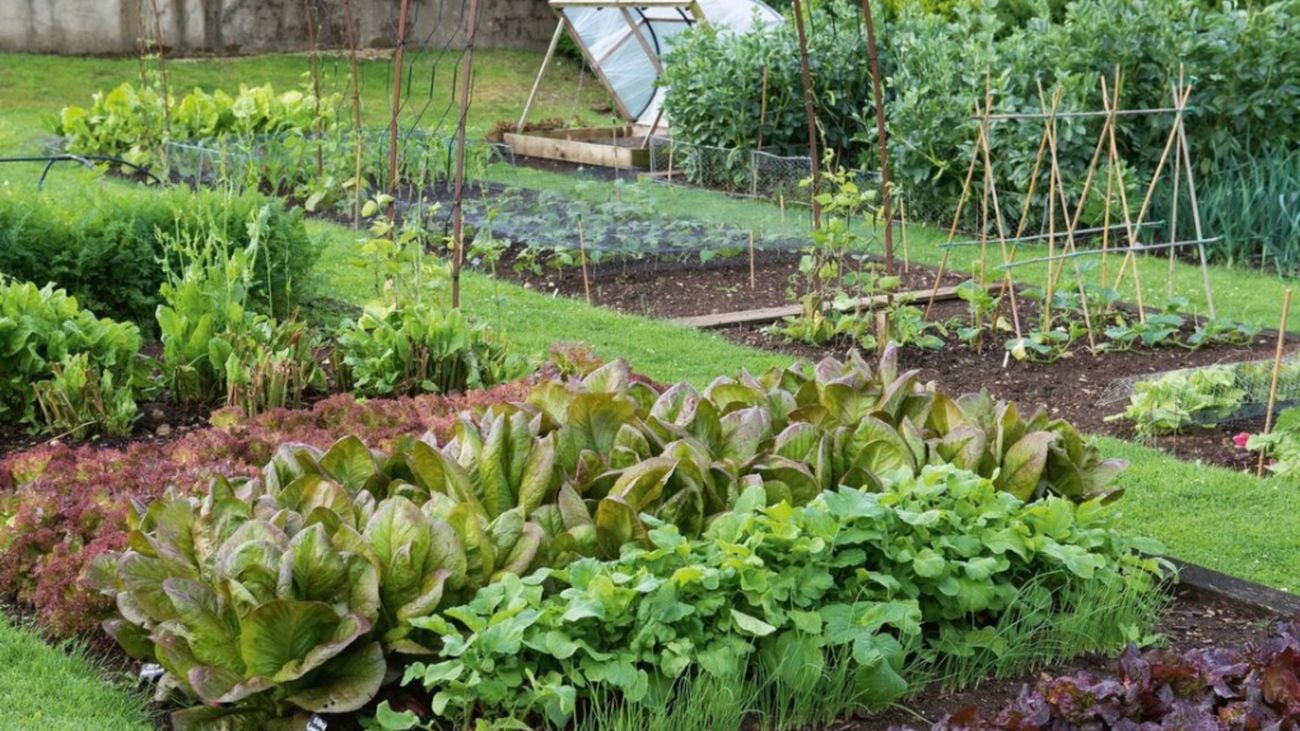 Green, leafy vegetable plants growing in a backyard vegetable garden.