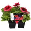 6 Cell Punnet Petunia Red Vein - Petunia hybrid