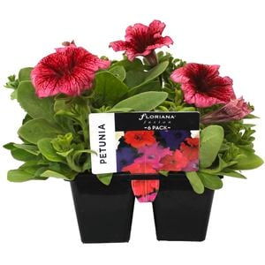 6 Cell Punnet Petunia Red Vein - Petunia hybrid