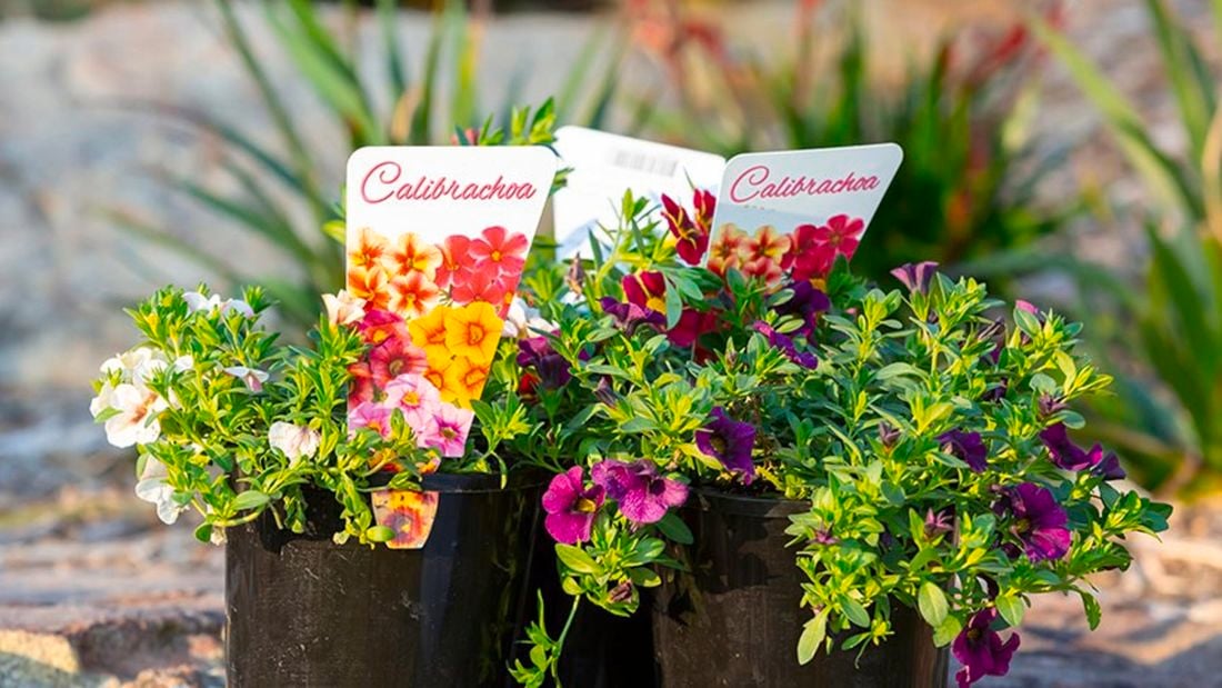 Calibrachoa, commonly called million bells or trailing petunia.