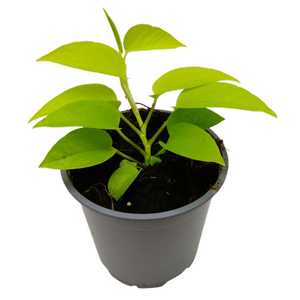 120mm Neon Pothos - Epipremnum aureum Golden Neon