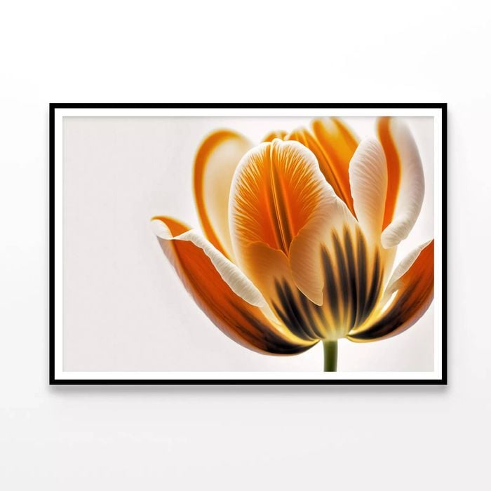 Tulips in Close-Up View  Print 100% Australian Made 120x90cm  (Poster)