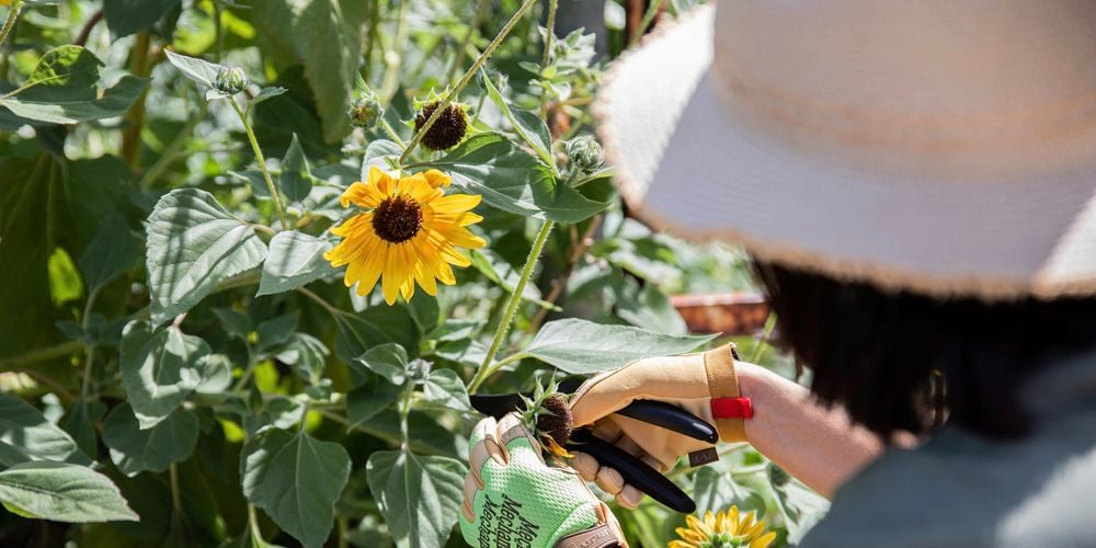 Person pruning a sunflower bush wearing gloves and sun hat