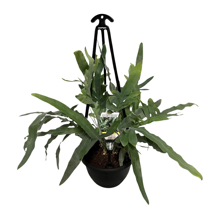 200m Blue Star Fern - Phlebodium aureum - Hanging Basket