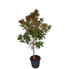 30L Magnolia Little Gem - Magnolia grandiflora