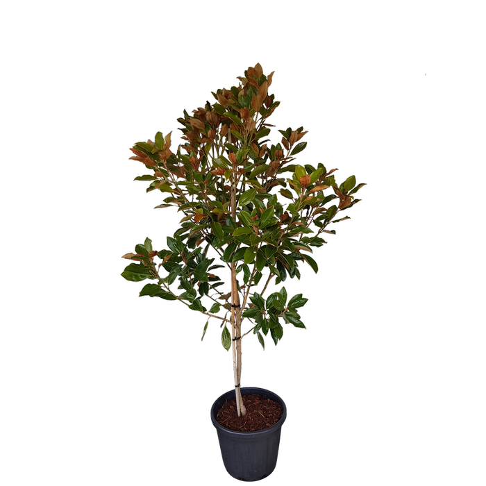 30L Magnolia Little Gem - Magnolia grandiflora