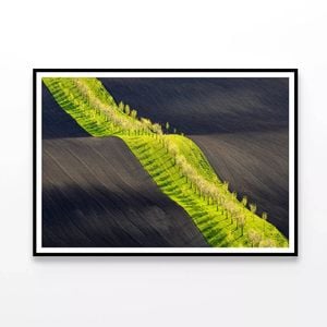 Long Line of Trees Standing  Print 100% Australian Made 90x60cm  (Poster)