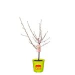 250mm Okee Dokee Nectarine - Prunus persica Var. Nucipersica
