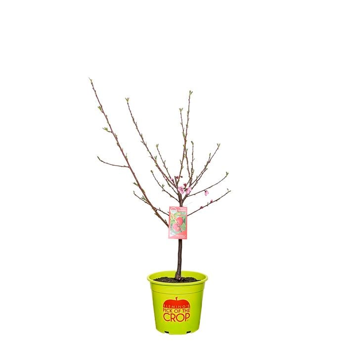 250mm Okee Dokee Nectarine - Prunus persica Var. Nucipersica