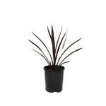 140mm Cordyline Red Sensation
