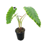 Plant Colocasia 3.3l Maui Gold