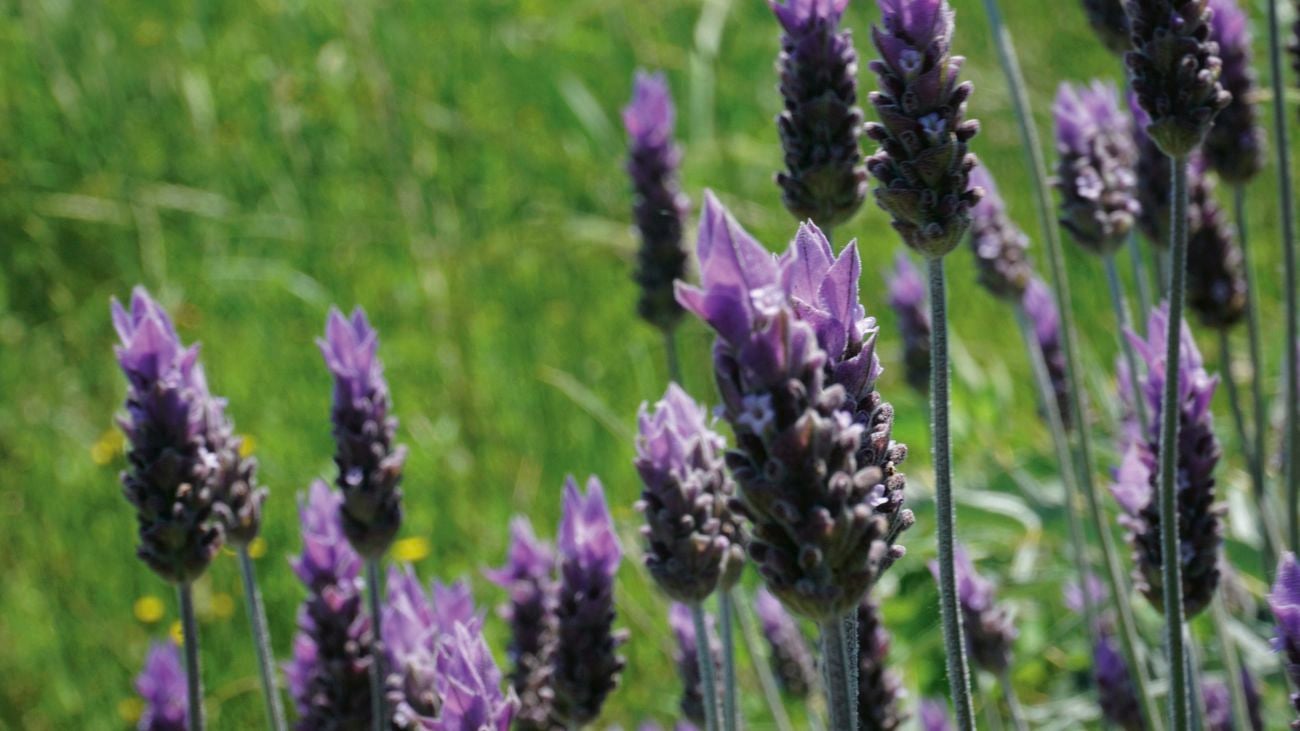 Lavender violet flowers, in the foreground, with long grasses out of focus in the background.