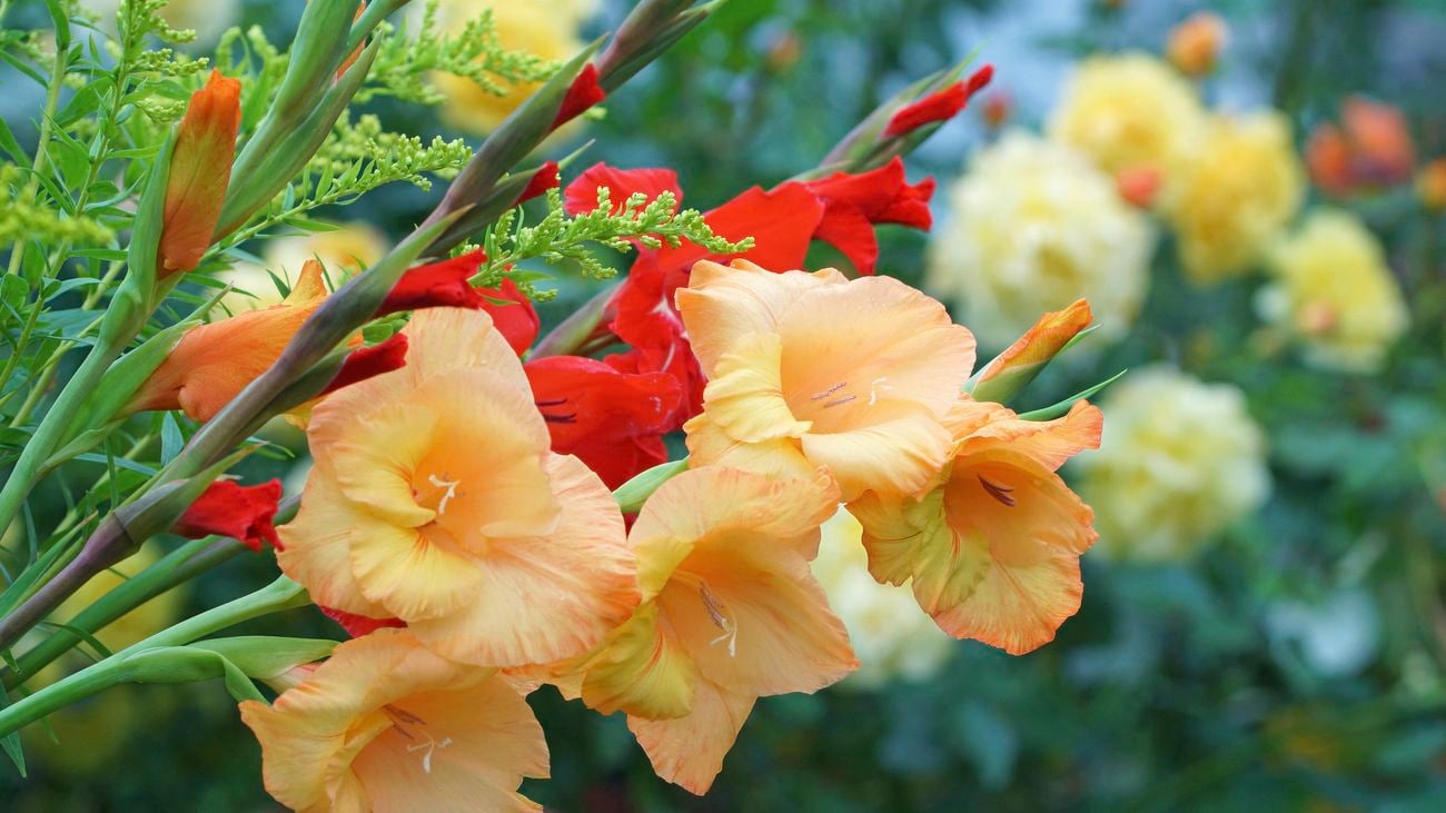 cloes up of an orange brugmansia flower