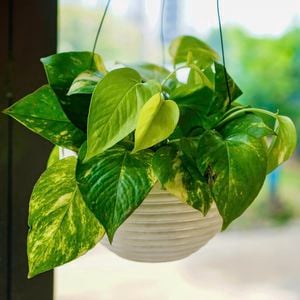 Mid shot of a hanging pot of Devil’s ivy.