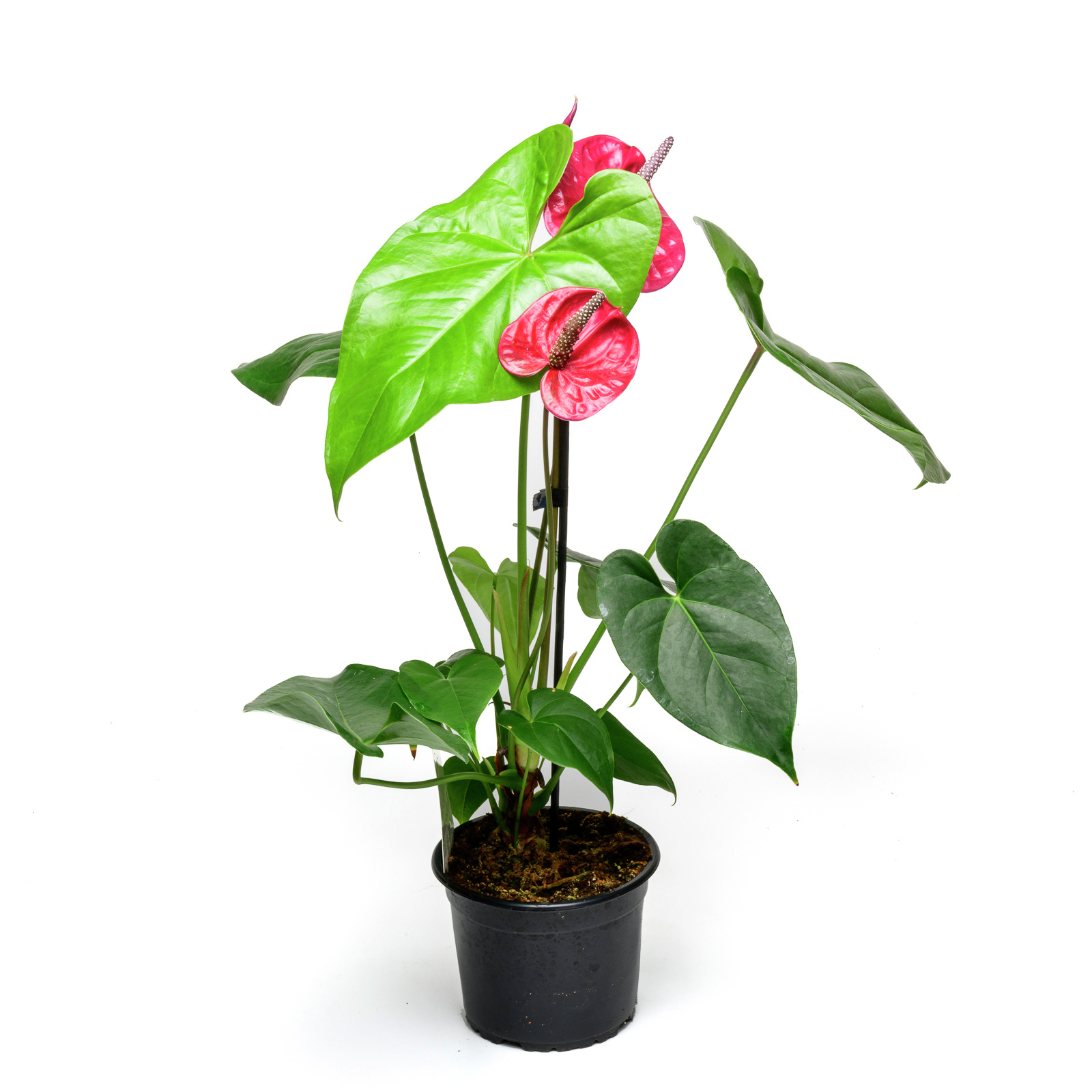 high planter pot LuxenHome 15