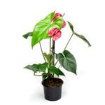 140mm Assorted Anthurium