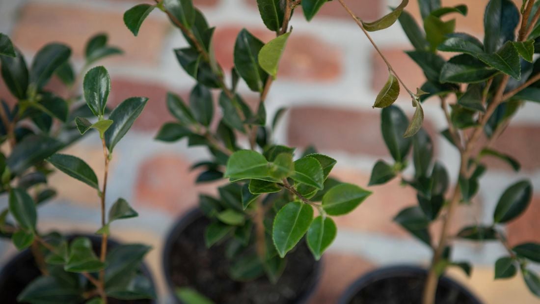 Potted plant with green leaves.
