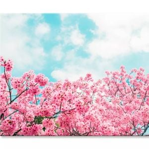 Kawazu Cherry Blossoms Tree & Sky  Print 100% Australian Made 75 x 50cm  (Stretched)