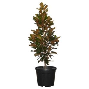 500mm Magnolia Teddy Bear - Magnolia grandiflora