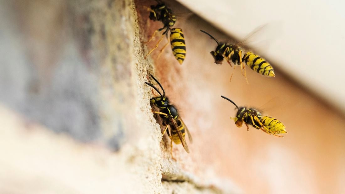 Wasps hovering around an external brick wall