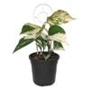120mm Marble Queen Pothos - Epipremnum aureum Marble Queen