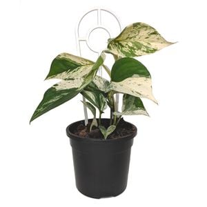 120mm Marble Queen Pothos - Epipremnum aureum Marble Queen
