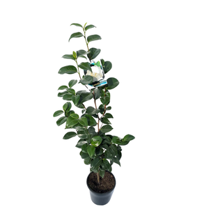 200mm Camellia Pope John XXIII - Camellia japonica