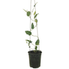 3.5L Hardenbergia White coral pea - Hardenbergia violacea Alba