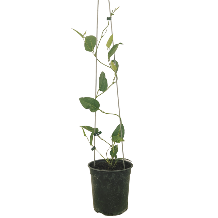 3.5L Hardenbergia White coral pea - Hardenbergia violacea Alba