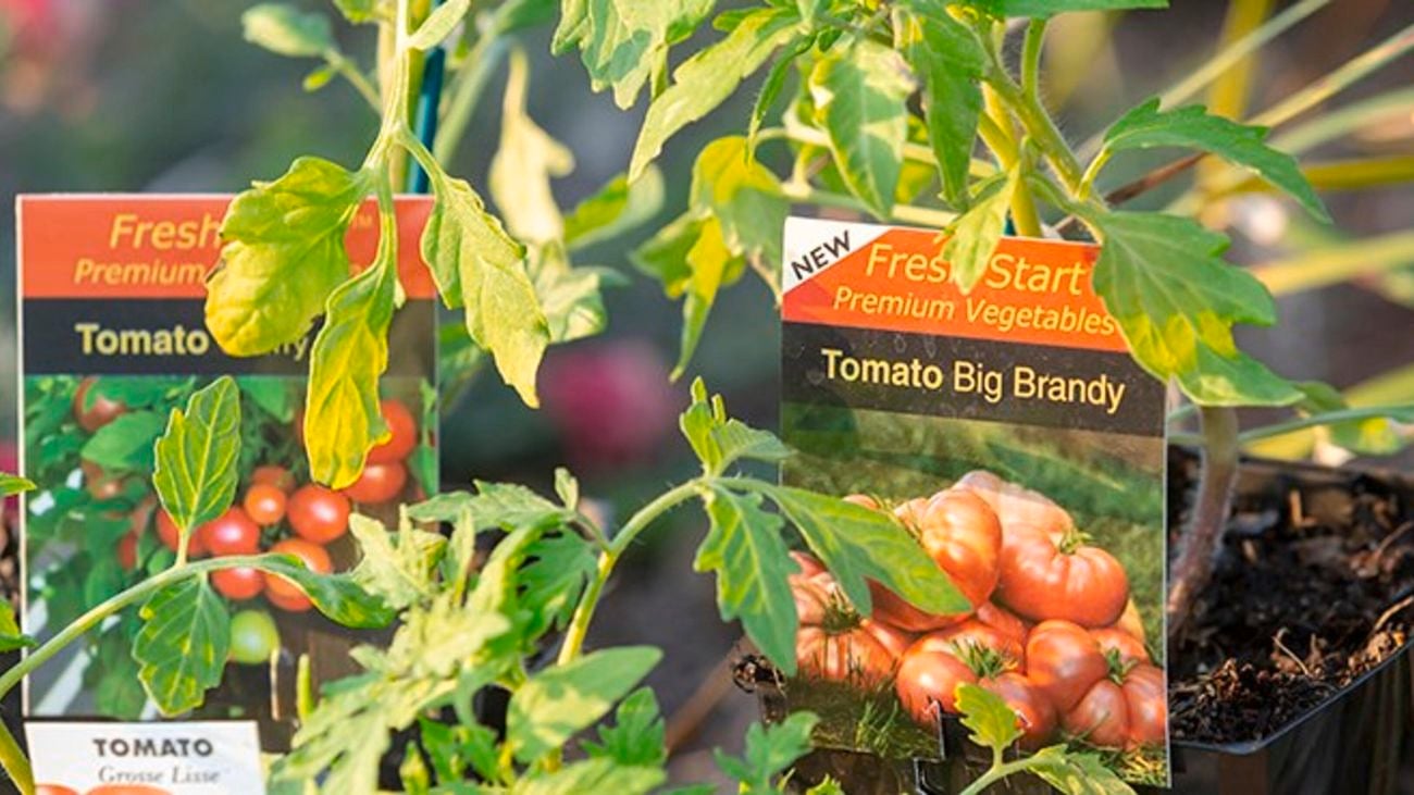 Big Brandy tomato seedlings.
