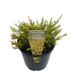 140mm Golden Diosma - Coleonema pulchrum aurea