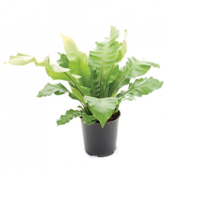 120mm Birds Nest Fern Assorted - Asplenium nidus - Bunnings New Zealand