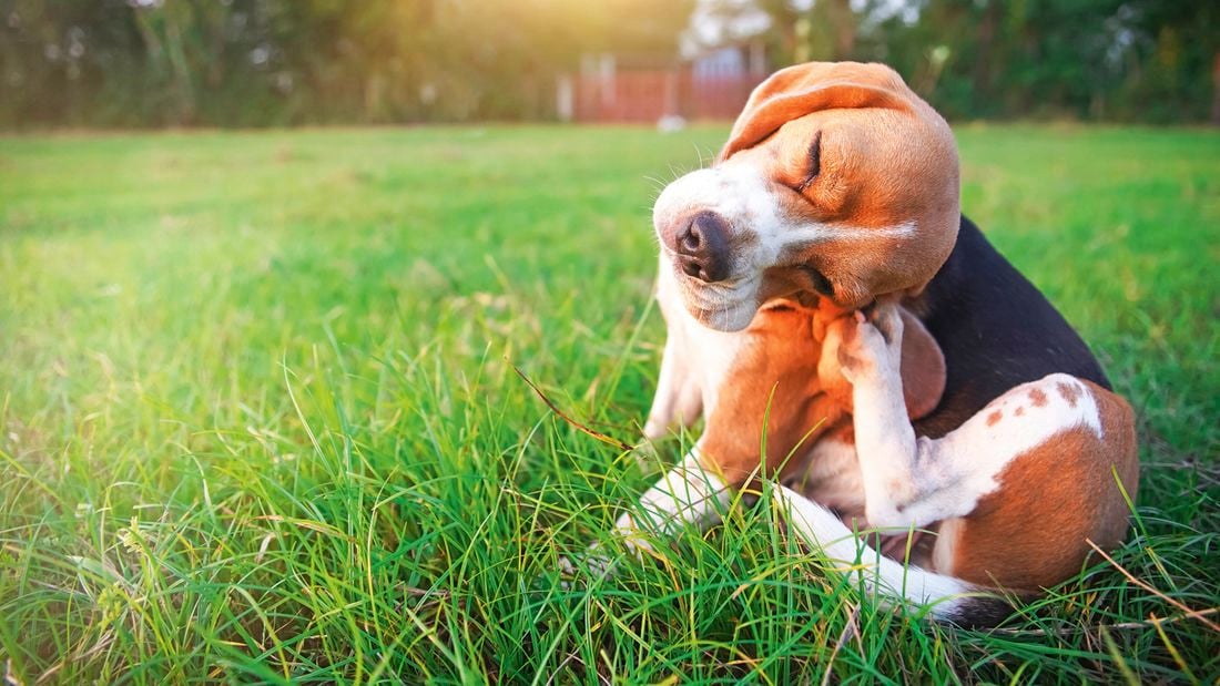 A dog sits on long green grass scratching its head with its back leg
