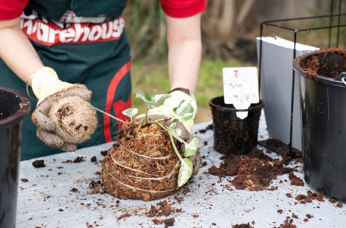DIY Advice Image - How to make a kokedama plant hanger. G Drive blob storage upload.