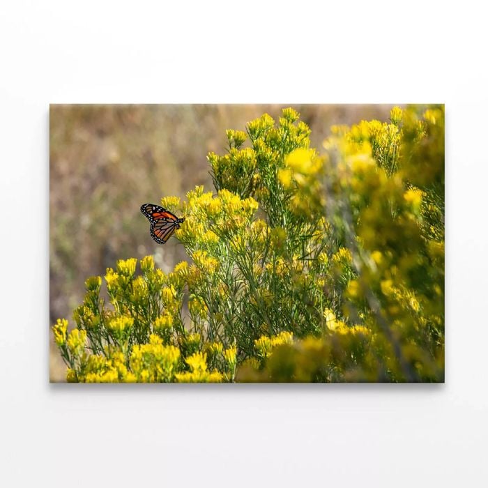 Butterfly Resting On a Plant  Print 100% Australian Made 75 x 50cm  (Stretched)