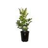 1.9L Viburnum Dense Fence - Viburnum odoratissimum