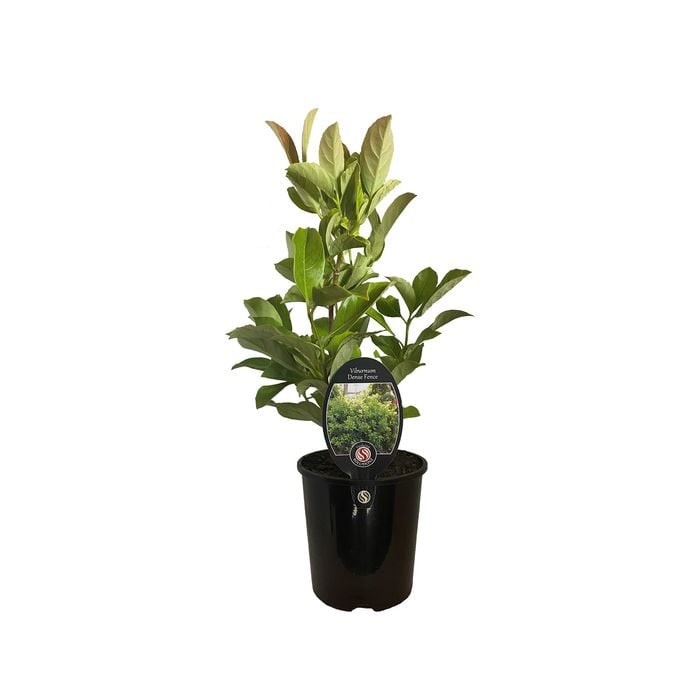 1.9L Viburnum Dense Fence - Viburnum odoratissimum
