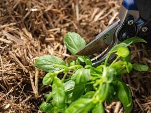 Basil growth