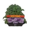 Punnet Pansy Mystic Lavender - Viola wittrockiana