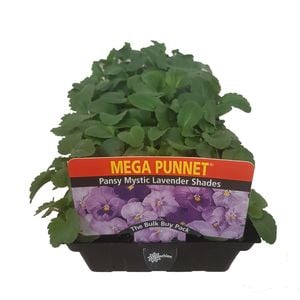 Punnet Pansy Mystic Lavender - Viola wittrockiana