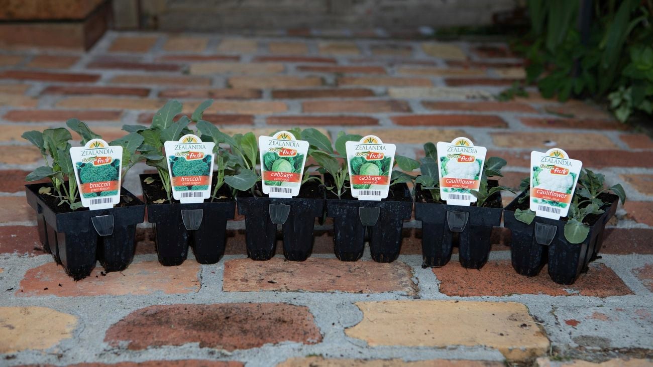 Cabbage, broccoli and cauliflower seedlings.