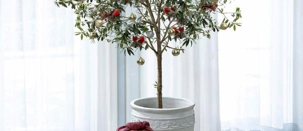 Tree with red and white presents under the potted Christmas tree