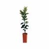 4L Orange Washington Navel DWARF grafted - Citrus sinensis