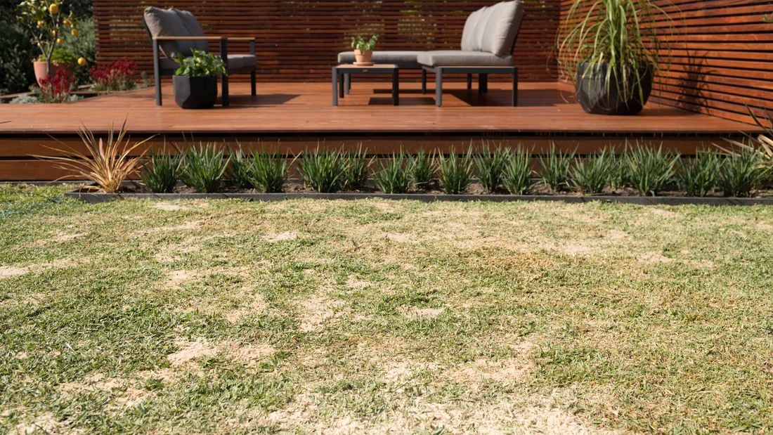 Lawn bordered by neatly arranged plants and a modern wooden deck with outdoor seating, with a topdressing mix spread across the lawn