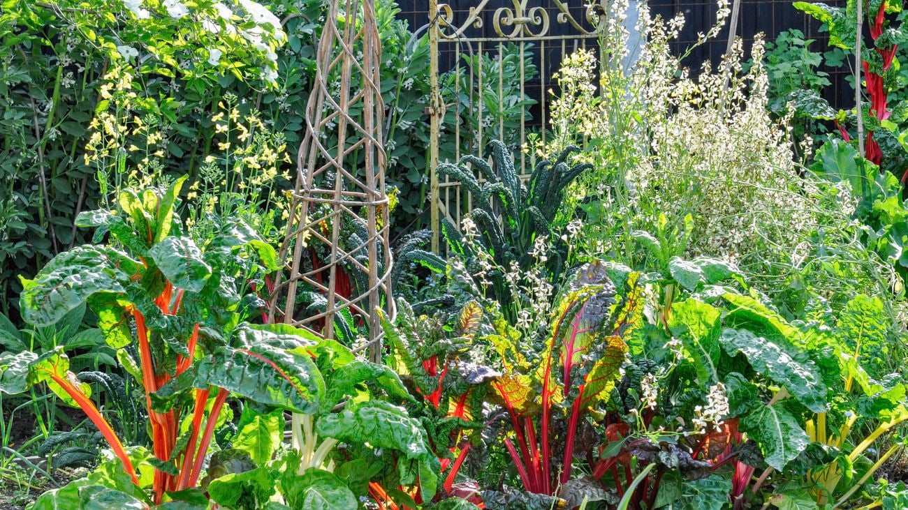 Assortment of plants grow in a backyard vegetable garden.