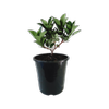 180mm Pink Oriental Pearl - Rhaphiolepsis indica