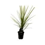 1.9L Cabbage Tree - Cordyline australis